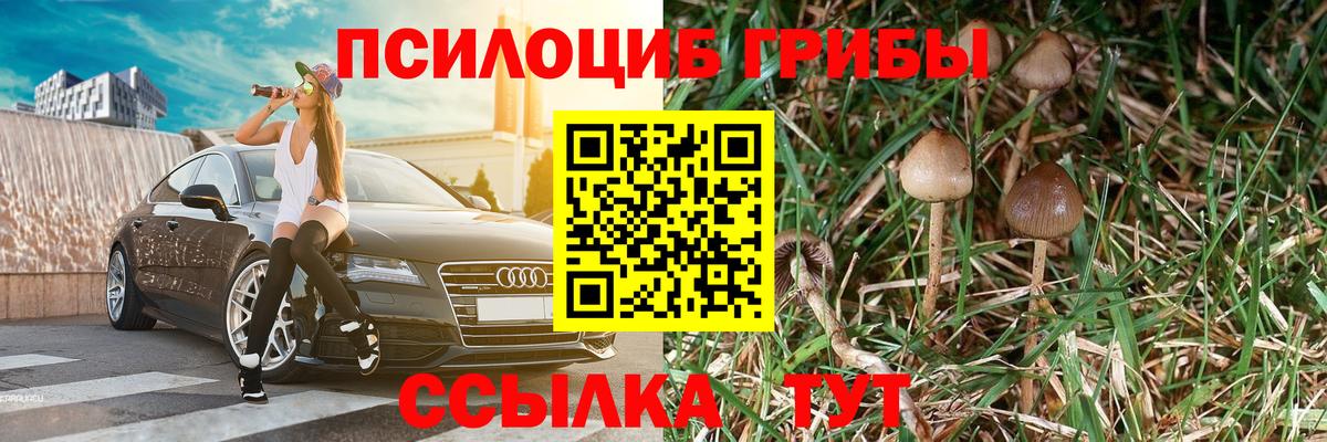 Псилоцибиновые грибы Psilocybe Когалым